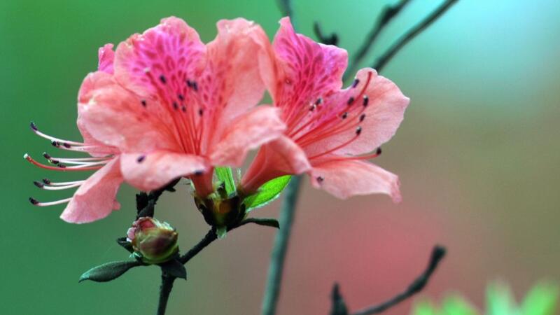 杜鵑花夏天怎么養(yǎng)