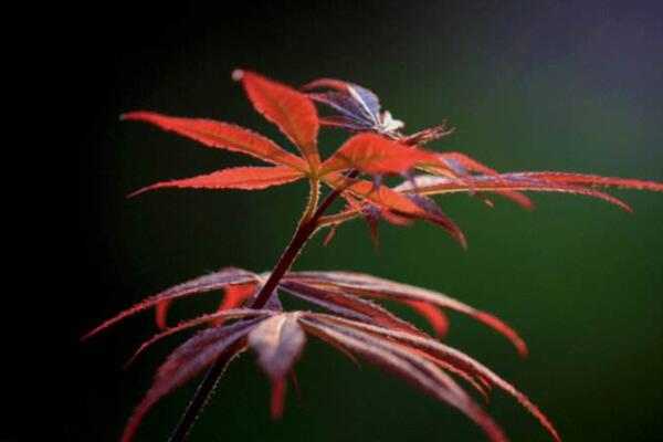 紅楓葉子干枯還能活嗎