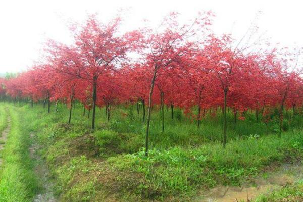 紅楓樹(shù)種植方法