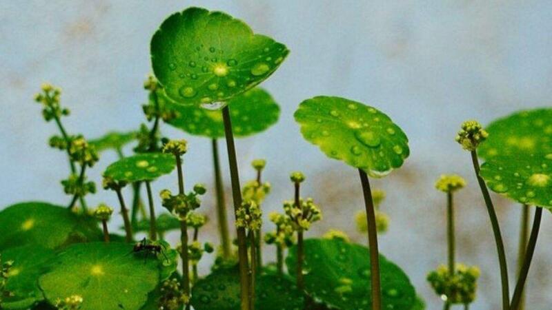 水培銅錢草怎么爆盆