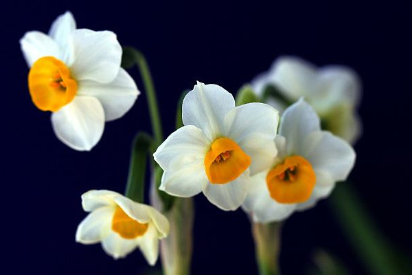 水仙不開花怎么辦