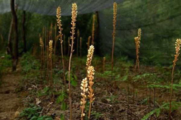 天麻種植技術(shù)