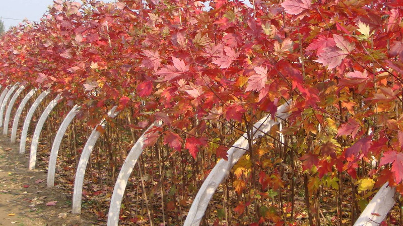 美國紅楓種植技術，種植紅楓要管理好施肥方式