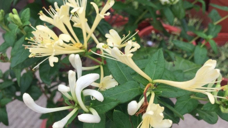 盆栽金銀花種植技術