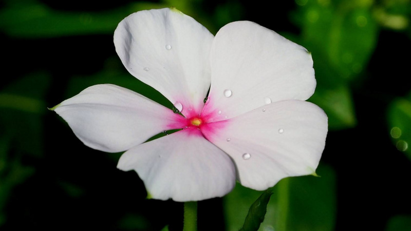 長春花花期可以摘心嗎