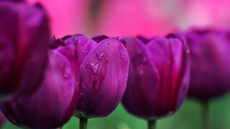 紫色郁金香花語