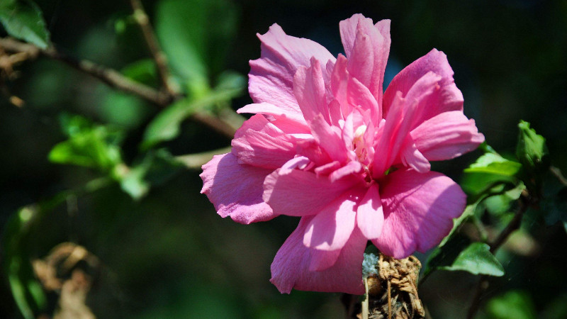 什么花在夏天開(kāi)