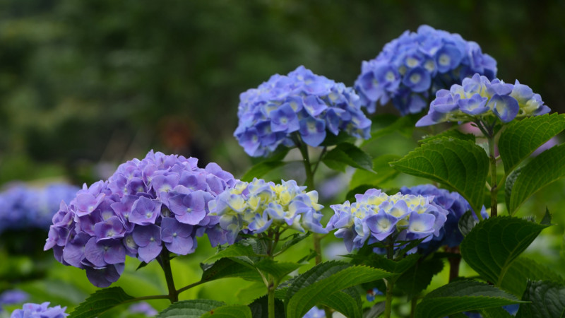 繡球花可以水培嗎