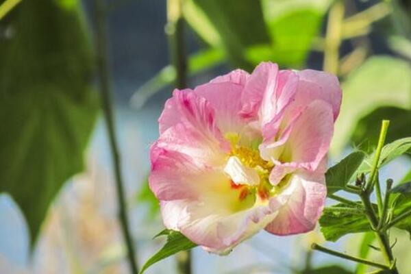 怎樣給芙蓉花剪枝