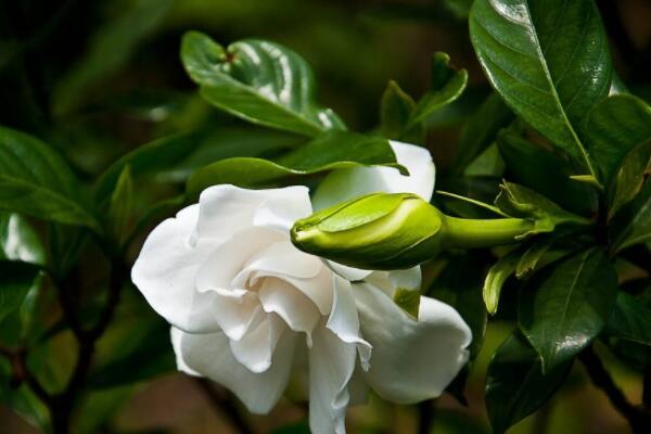 梔子花不發(fā)芽怎么辦