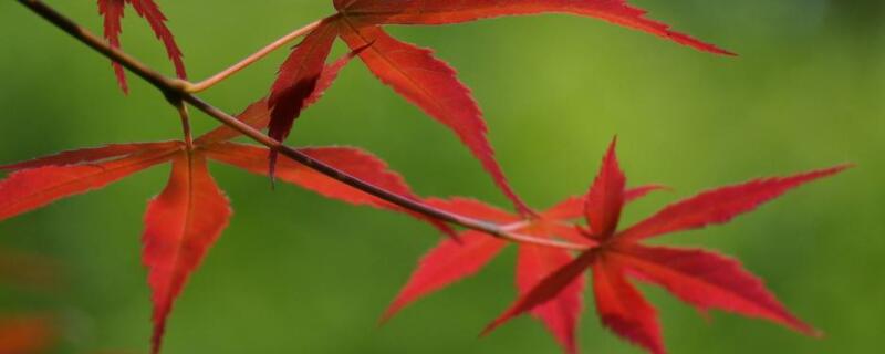 主干紅楓怎么發芽