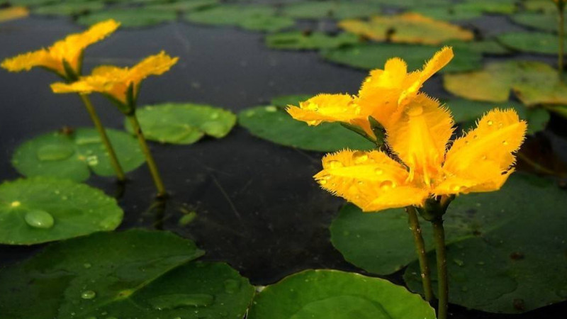 水生植物怎么養