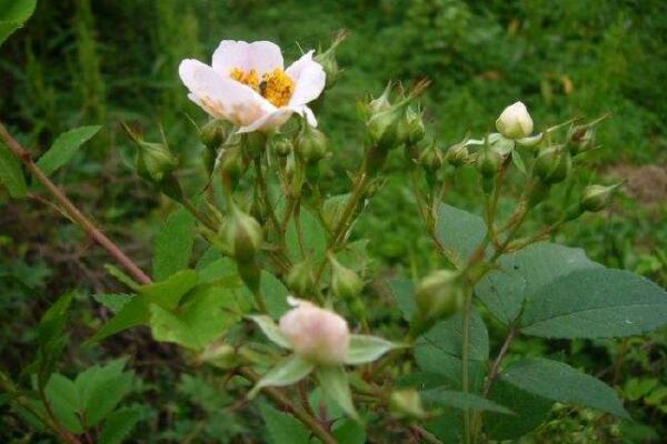 野生薔薇是什么樹