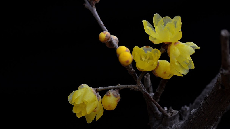 臘梅花怎么養