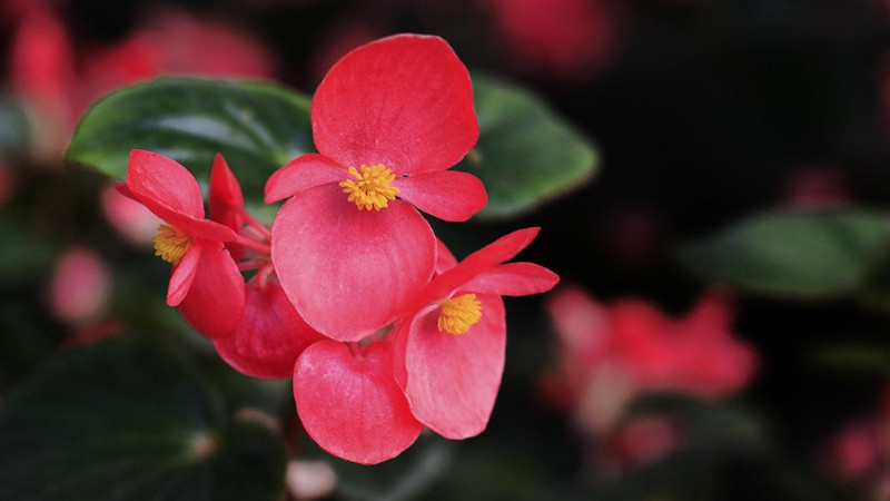 玻璃海棠開完花后怎么處理