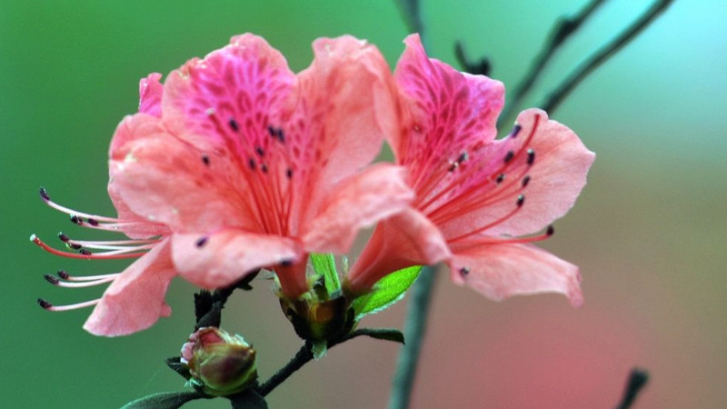 杜鵑花花苞干了怎么辦