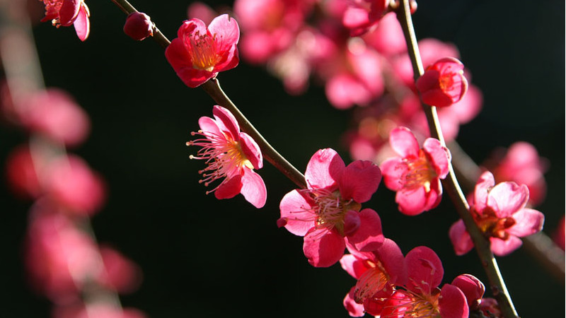 二月開什么花