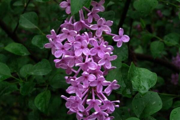 紫丁香花種植技術