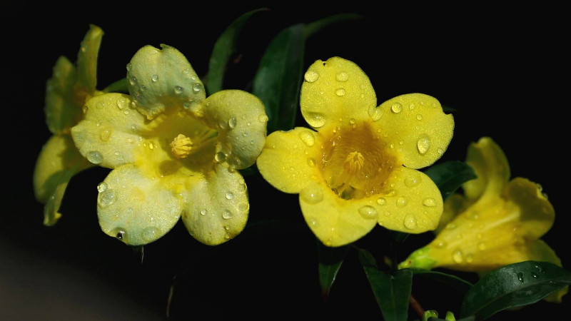 法國(guó)香水花有毒嗎