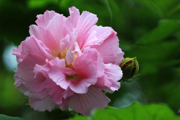 芙蓉花繁殖方法