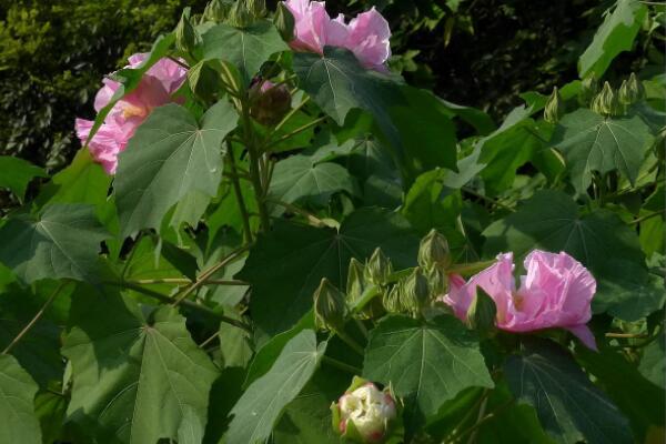 芙蓉花繁殖方法