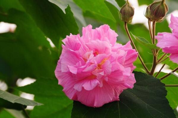 芙蓉花什么時間剪葉子