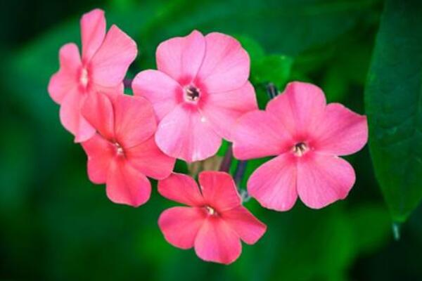 飄香藤不開花什么原因