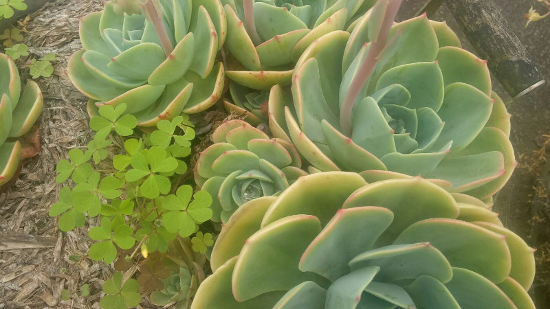 厚臉皮植物怎么養