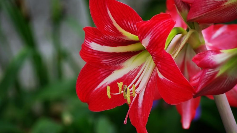 朱頂紅一年開幾次花