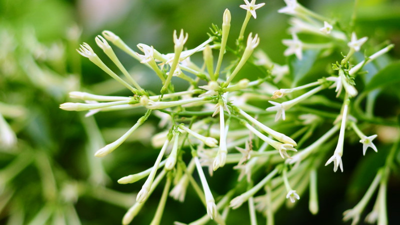 夜來香花有毒嗎