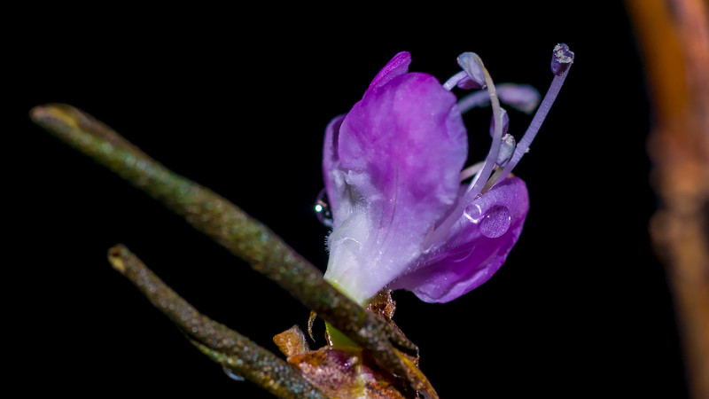 怎樣泡干枝杜鵑才能開花