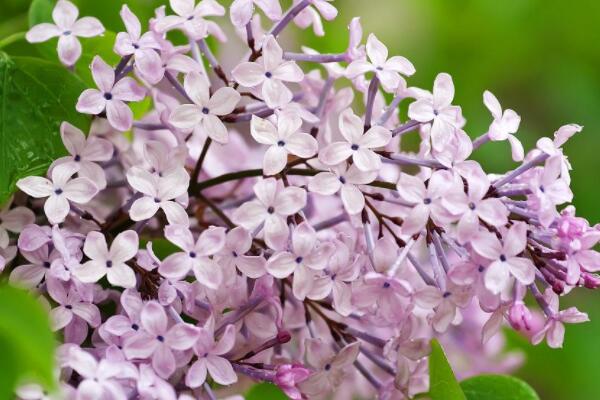 為什么丁香花叫狗牙花