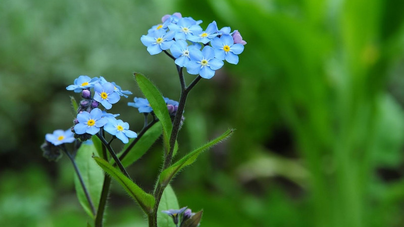 勿忘我插花