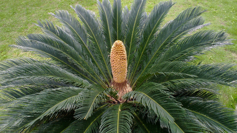 鐵樹開花多少年一次