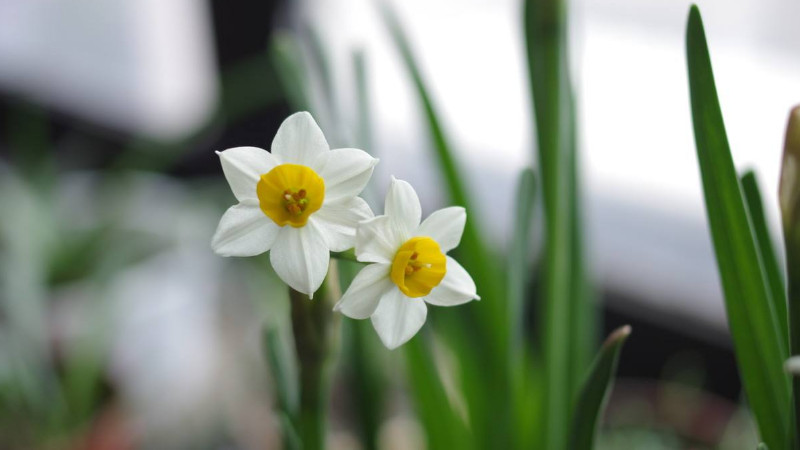 水仙花什么時(shí)候開花