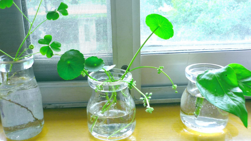 適合室內養的水生植物