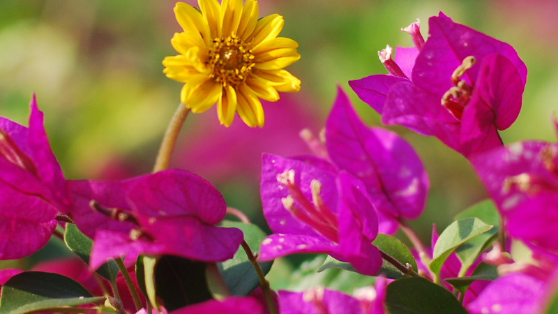 三角梅不開(kāi)花