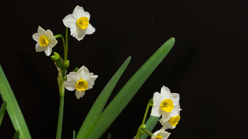 水仙花開(kāi)過(guò)后怎么處理