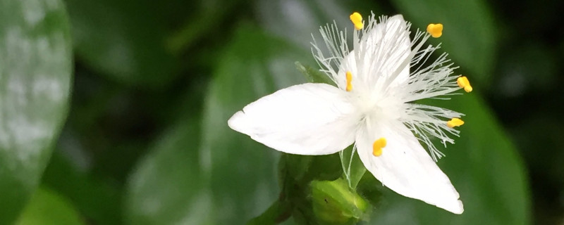 白花紫露草水養(yǎng)方法