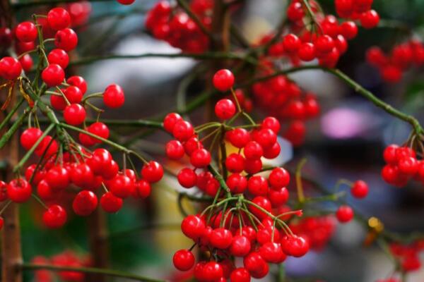 紅豆花在花瓶怎么養(yǎng)