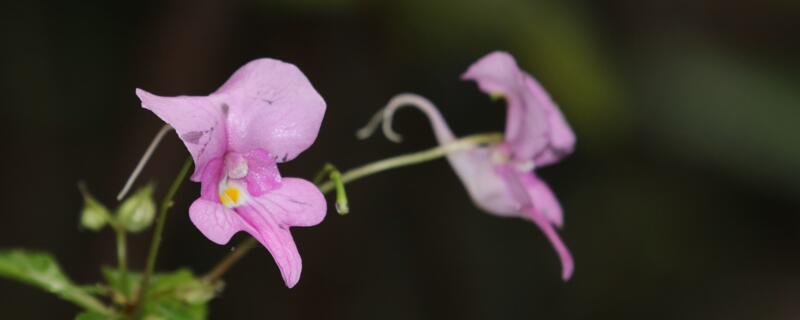 水梅花和鳳仙花的區別