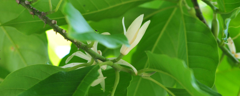 白蘭花葉子邊緣焦黑