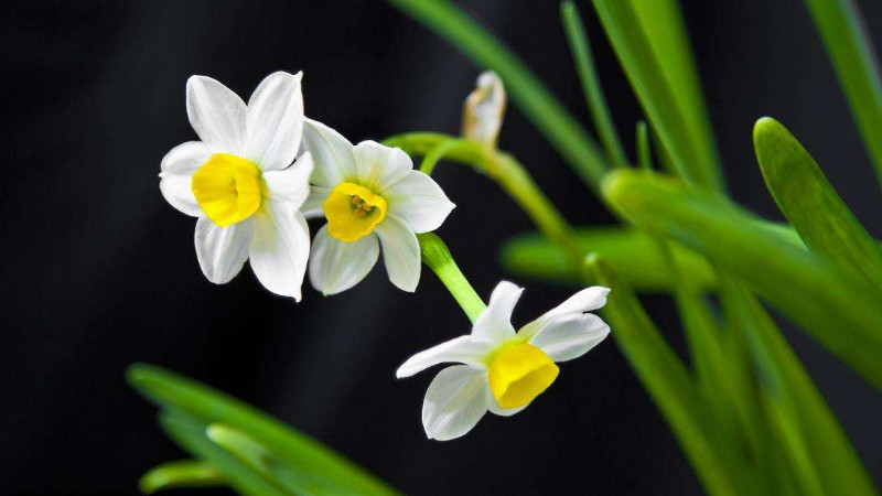 水仙花黃葉怎么處理