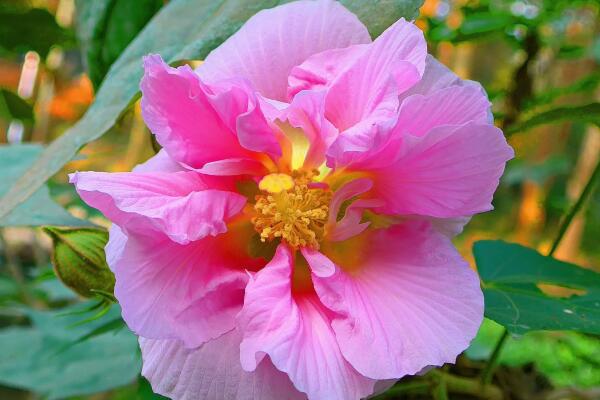 木芙蓉和醉芙蓉的區別