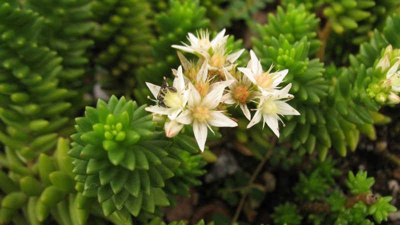 白花小松怎么養