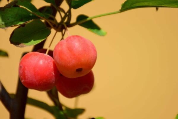 冬紅果夏季如何摘心