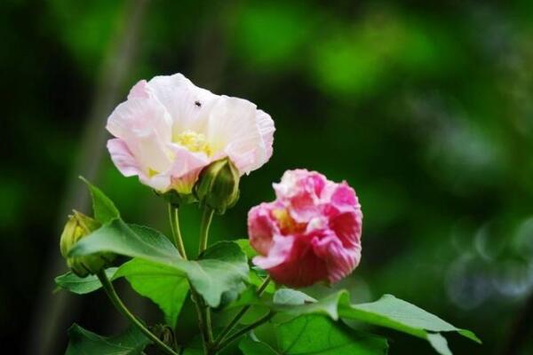 草本芙蓉花怎么養(yǎng)栽培