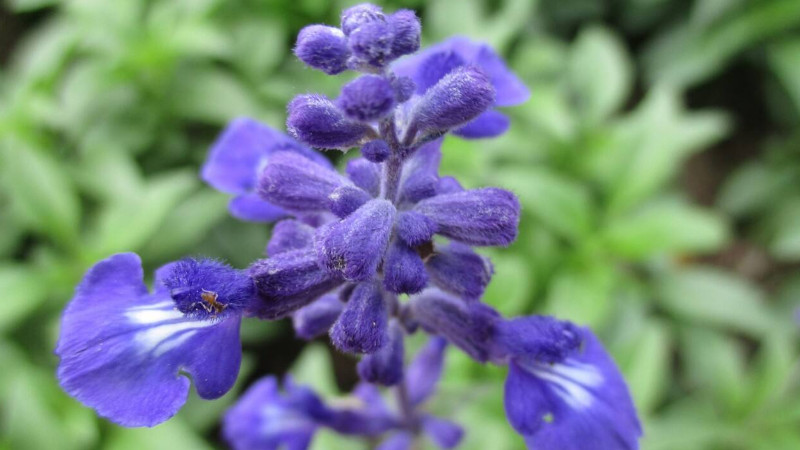 藍(lán)花鼠尾草播種時間