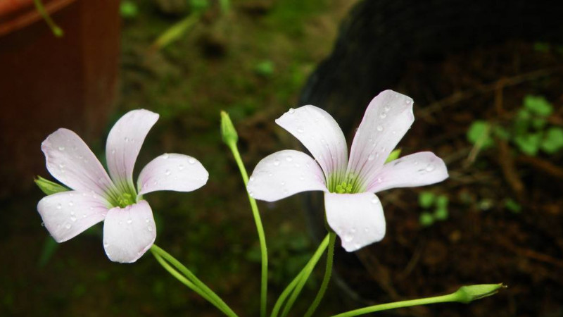 白色紫露草為何不開花