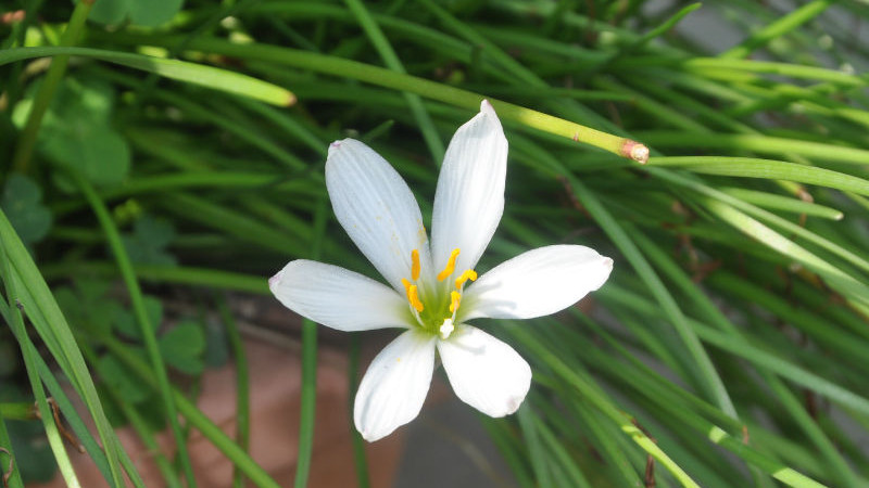 風(fēng)雨蘭花語